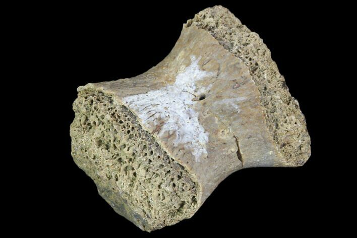 Fossil Phytosaur Toe Bone - Arizona #102439